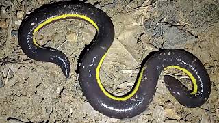 Cân cảnh con vật siêu lạ gê