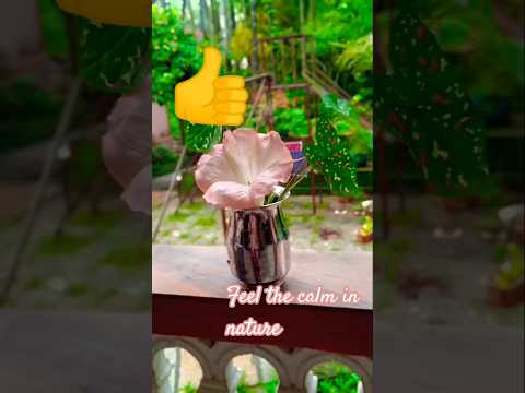 calm music#pink flower#Animal movie#nature lovers 🌱🌱