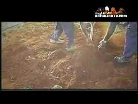 QQ - Betta Must Come