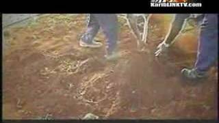 QQ - Betta Must Come