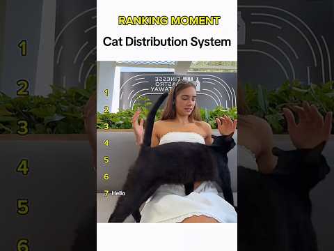 Cat being idiots part 40: Cat distribution system 🤣 #funnycat #funnypet #cutecat #cat #pets #shorts