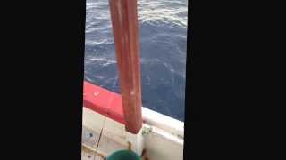 preview picture of video 'Mesut kaptan mordogan sinarit 6-7 kg civari canli yemle'