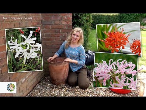 How to plant Nerines (bulbs) - FarmerGracy.co.uk