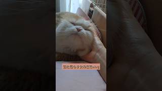 猫と暮らす女の日常vlog#vlog#猫のいる暮らし#猫のいる生活#猫がいる幸せ#ねこのいる生活