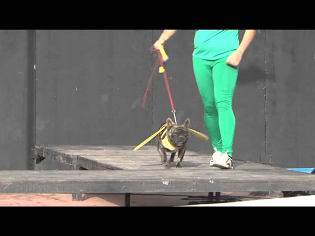 Vídeo relacionado con Peluca Leon Perro. Disfraz Perro Halloween Y Carnaval. Disfraces para Perros Medianos O Grandes. Disfraz Mascota. Deja Que Tu Fiel Amigo Hechice El Carnaval.