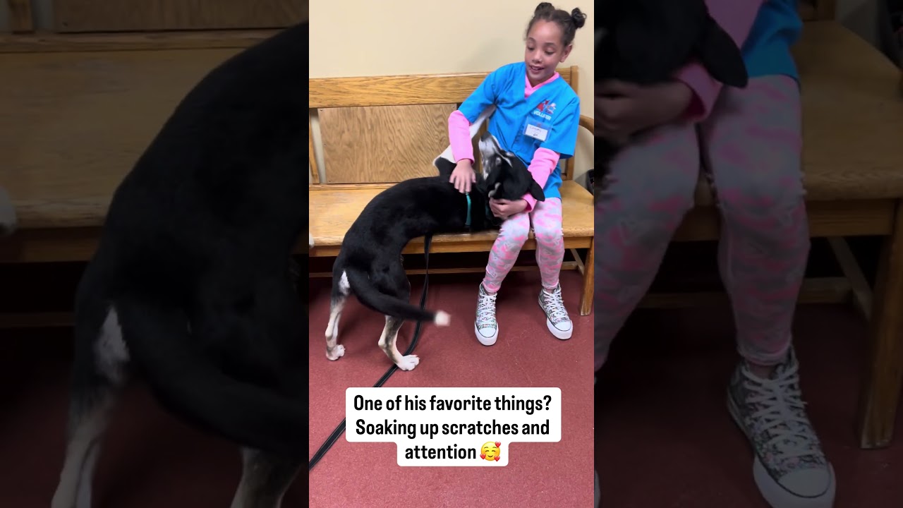 Pinto, a ADOPTABLE mixed breed in Accident, MD video 6/6