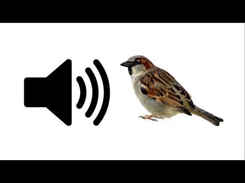 Sparrow - Sound Effect | ProSounds