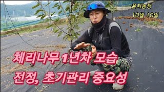 체리나무 1년차 성장모습, 전정, 초기관리  중요성