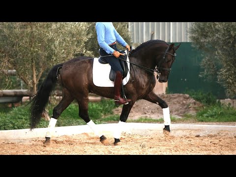 BLACK BEAUTY ANDALUSIAN - PSG LEVEL - PIRO FREE