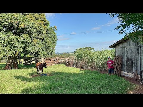 Ele sempre viveu na roça Bairro Jamaica Região de Moreira Sales Pr …