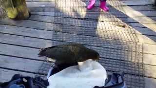 preview picture of video 'Very friendly Kea @ Willowbank, Christchurch, NZ'