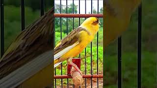 Download lagu Canary Song Bird Song 61 mp3