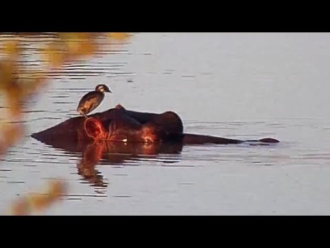 Djuma: Little Grebe juvenile on top of Hippo's head - 16:17 - 06/28/20