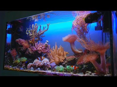 Akwarium morskie aktualizacja
