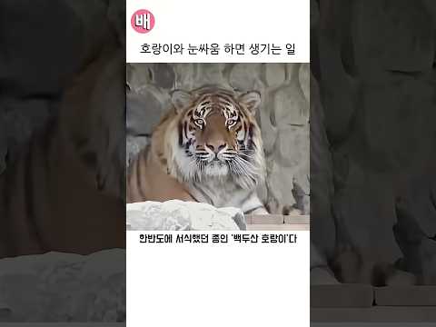 호랑이와 눈싸움 하면 생기는 일