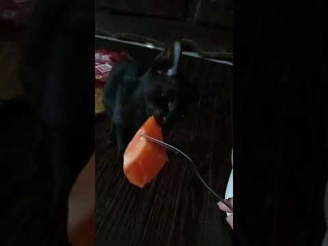 Denden cat eats chopped papaya