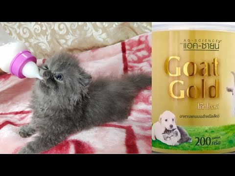 How to bottle milk feeding persian kitten safely ||goat milk  powder || cats for life