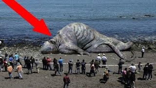 Most STRANGE Things Found On The Beach!
