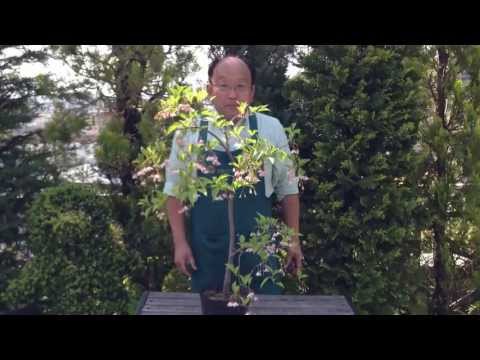エゴノキ 植物