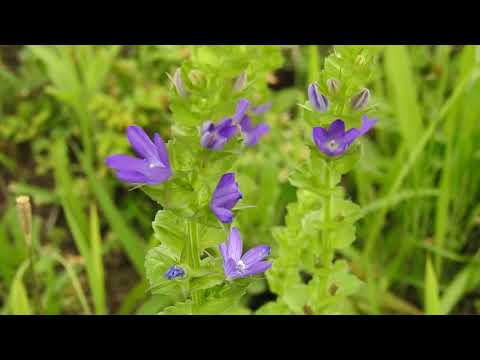 園芸 キキョウアンドロメダ、キキョウソウドウドウダン