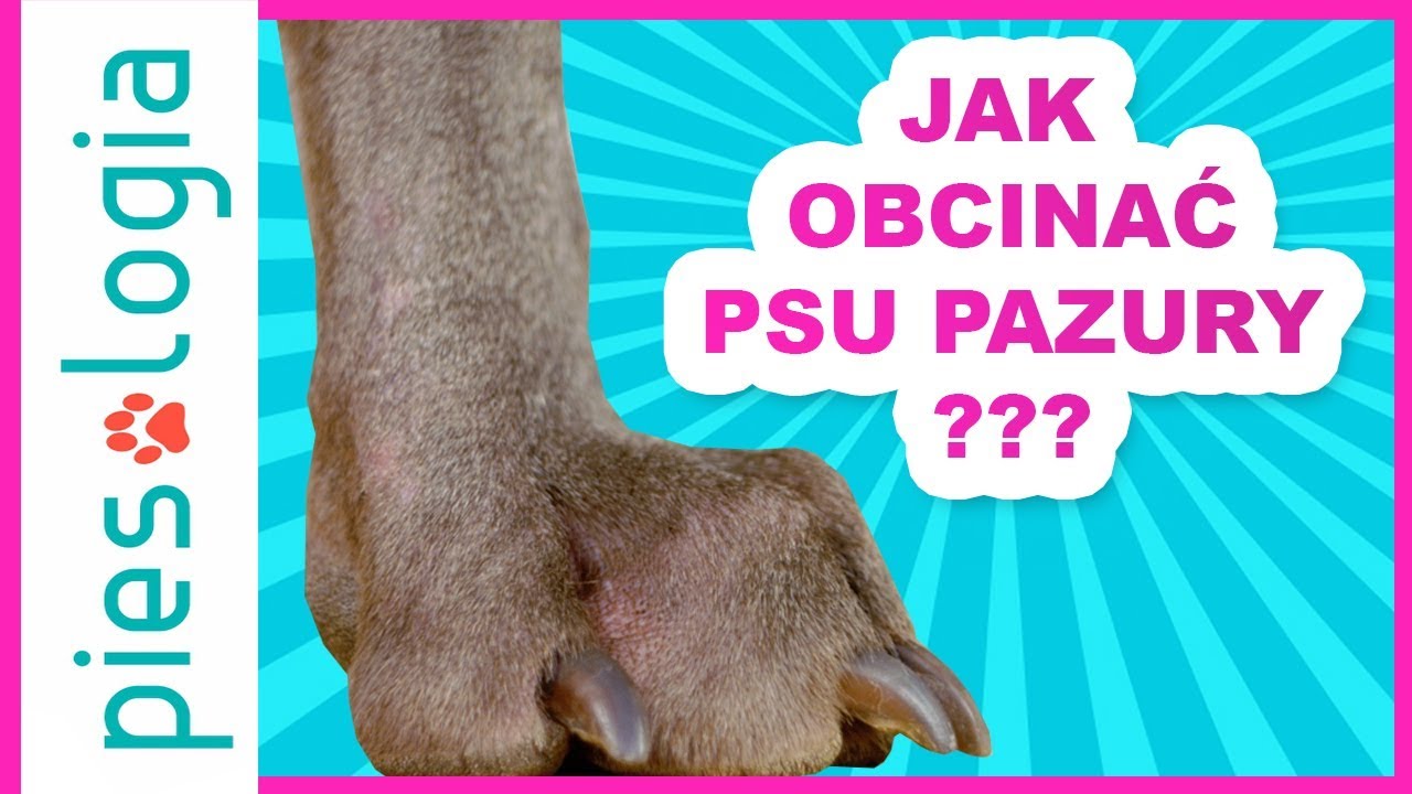 Jak obcinać psu pazury