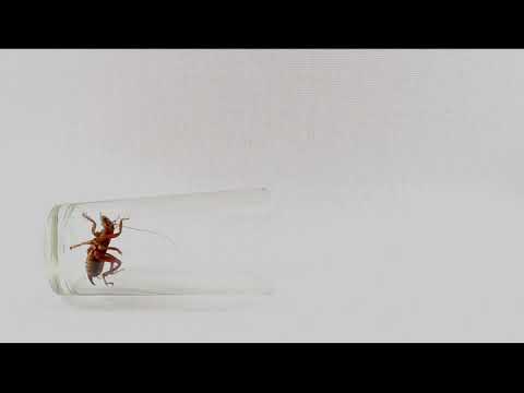 Barata Voadora video