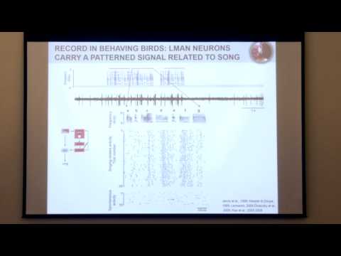 Allison J. Doupe Memorial Symposium - Mimi Kao, PhD