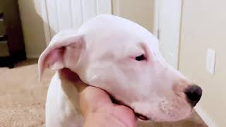 Mata Dogo Argentino 4.5 months old Dogo puppies