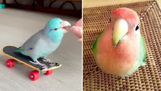Smart And Funny Parrots Parrot Talking Videos Compilation (2024) - Cute Birds #13