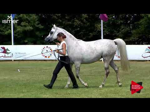 N.120 AGMAL JAHIDDAH - Strohen 2018 B Int