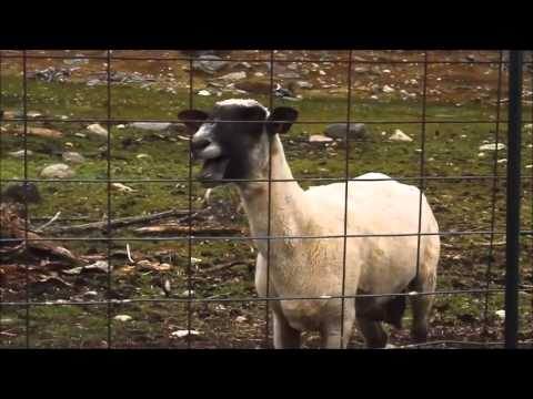 let it go screaming goat remix. (let it goat)