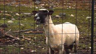 let it go screaming goat remix. (let it goat)