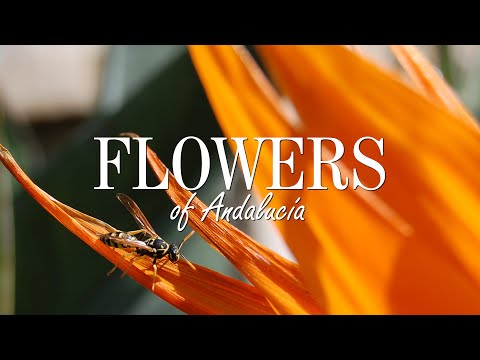 Flowers of Andalucia & Southern Spain. An explosion of vibrant floral colours.  RandomtTravels.