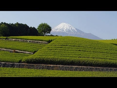 download lagu mp3 mp4 Fujiyama Green Tea, download lagu Fujiyama Green Tea gratis, unduh video klip Fujiyama Green Tea