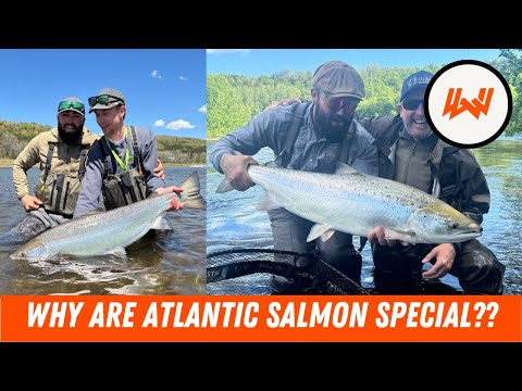 Episode 104 // The Swing of Atlantic Salmon ft. Jake Malolepzy