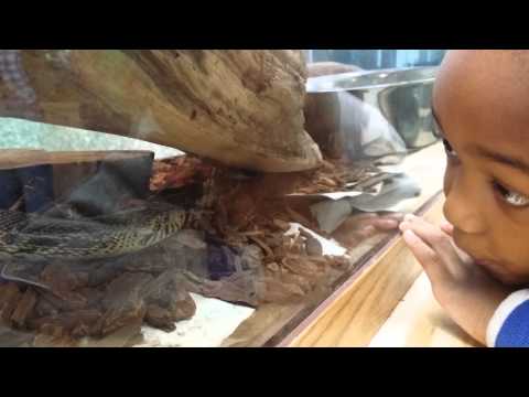 Jamarion vs Snake Faceoff