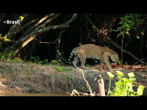 Estação Ecológica de Taiamã | Parques do Brasil