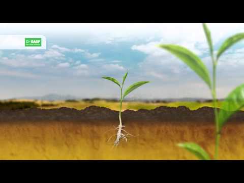 Oilseed rape – benefits of early weed control