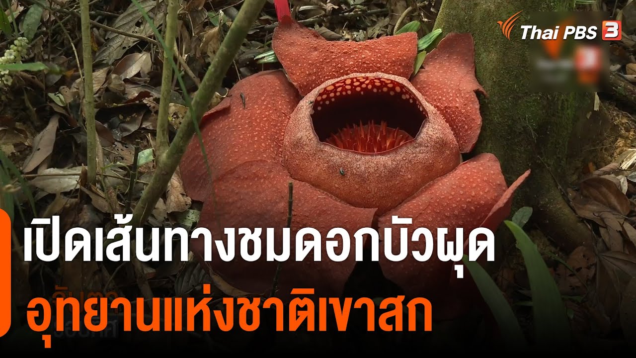 ดอกบัวผุด