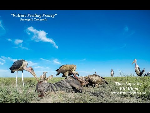 Vulture Feeding Frenzy Time Lapse