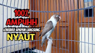 Download lagu CUKUP SEKALI DENGAR LANGSUNG NYAUT, Suara Burung Lovebird Ngekek Panjang ini, Cepat Memancing BUNYI mp3