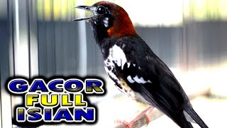 Download lagu ANIS KEMBANG GACOR FULL ISIAN BIKIN CEPAT BUNYI, PANCINGAN ANIS KEMBANG BIAR GACOR mp3