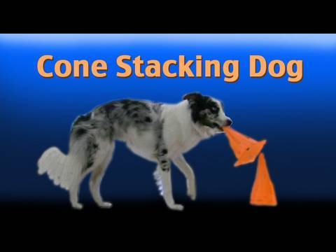 Dog stacks cones- amazing border collie tricks!