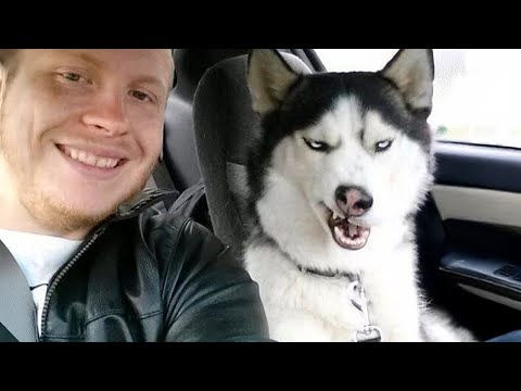 When You Need a Cool Husky But Get a Drama Queen 🤣