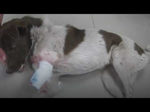 COVID -19 Solidarity Emergency Fund