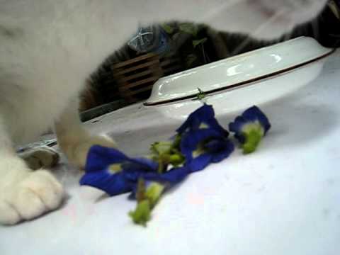 flowerycat#1.AVI