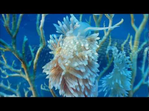 Underwater Paradise ~ Relax Music