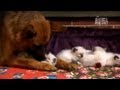 Inspiration Ragdoll Kittens Too Cute , Video Too Cute Persian Cat paling heboh!