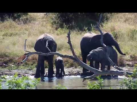 Djuma: Elephants with small ones (Short Trunk included) - 11:04 - 05/24/20