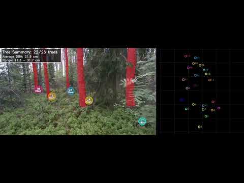 Timbeter Forest video thumbnail